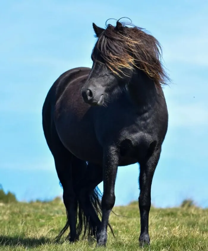 This Page Shared 40 Captivating Horse Photos That Highlight Their Beauty And Strength