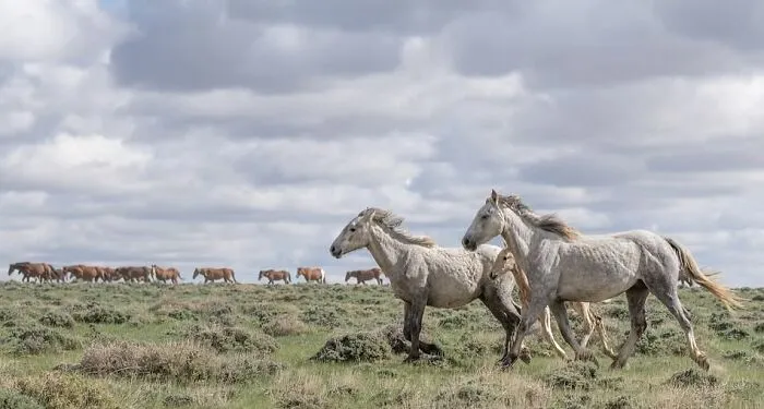 This Page Shared 40 Captivating Horse Photos That Highlight Their Beauty And Strength