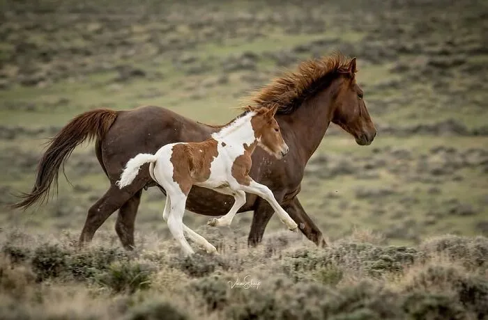 This Page Shared 40 Captivating Horse Photos That Highlight Their Beauty And Strength