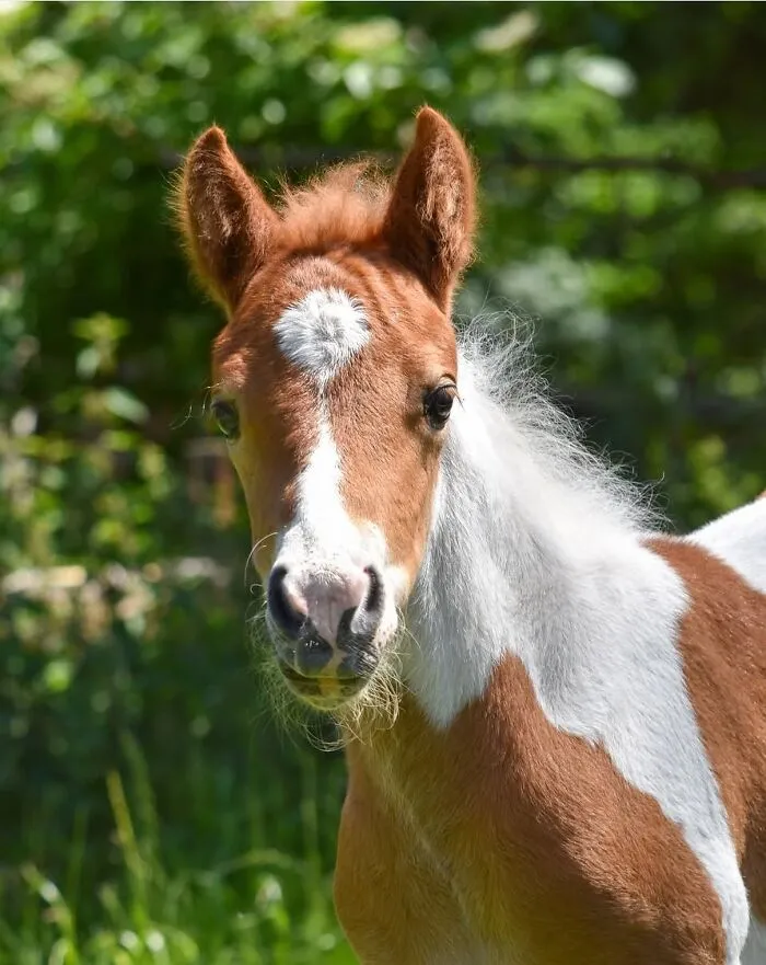 This Page Shared 40 Captivating Horse Photos That Highlight Their Beauty And Strength