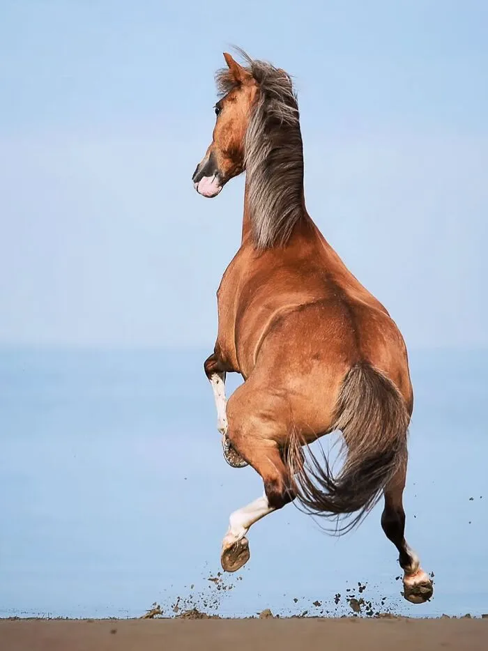 This Page Shared 40 Captivating Horse Photos That Highlight Their Beauty And Strength
