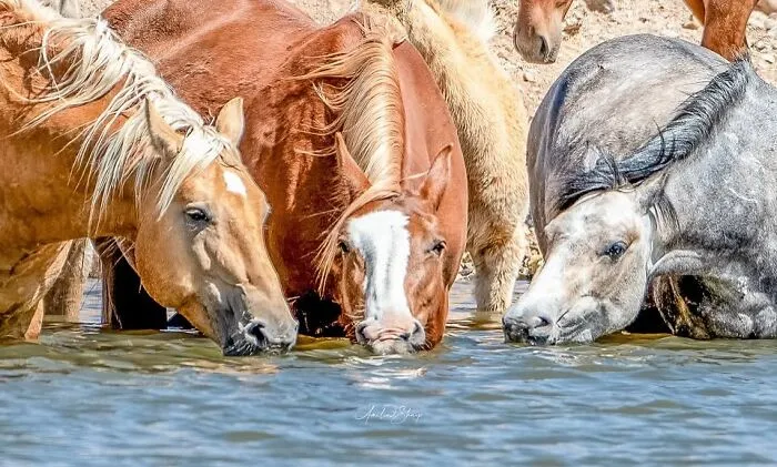 This Page Shared 40 Captivating Horse Photos That Highlight Their Beauty And Strength