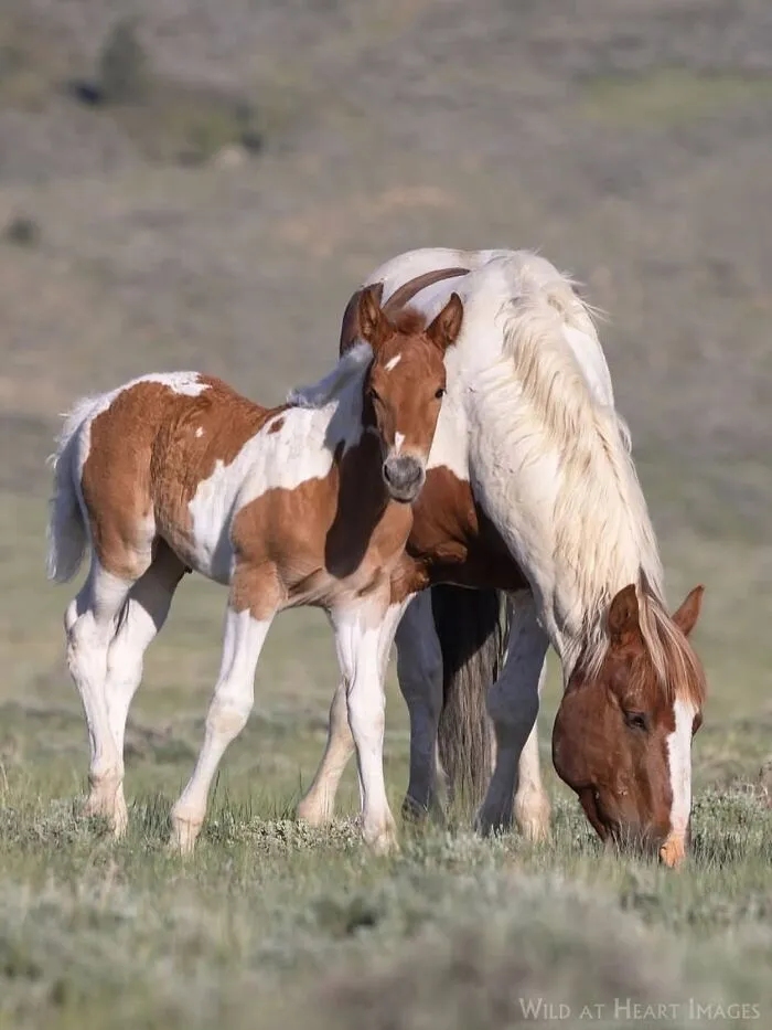 This Page Shared 40 Captivating Horse Photos That Highlight Their Beauty And Strength