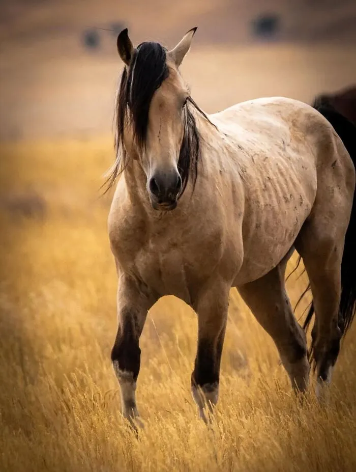 This Page Shared 40 Captivating Horse Photos That Highlight Their Beauty And Strength