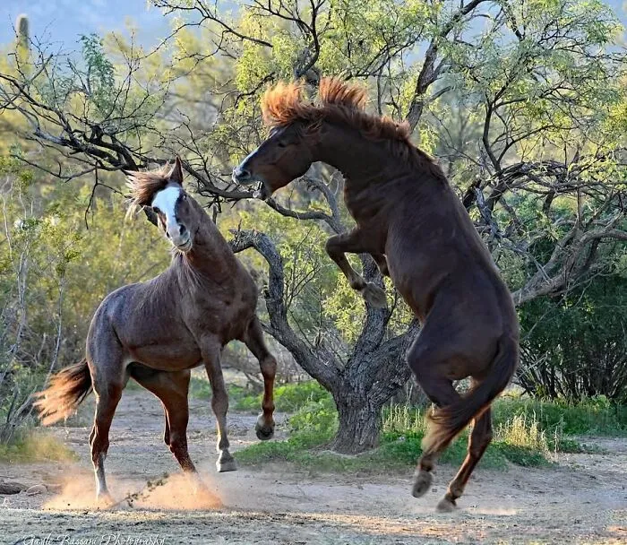 This Page Shared 40 Captivating Horse Photos That Highlight Their Beauty And Strength