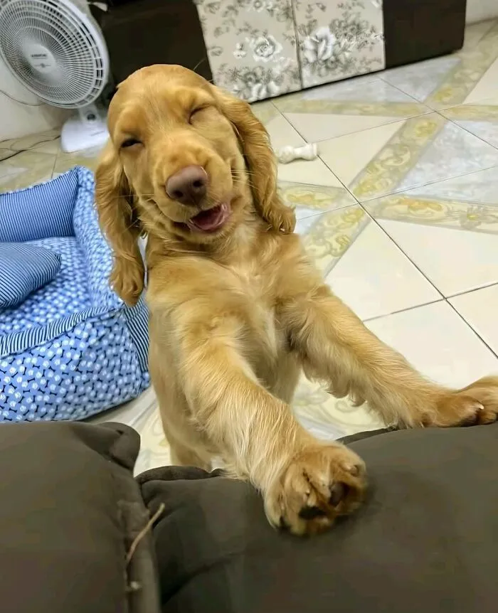 30 New Photos Of Dogs Being Their Delightfully Weird Selves, As Shared By This Facebook Page