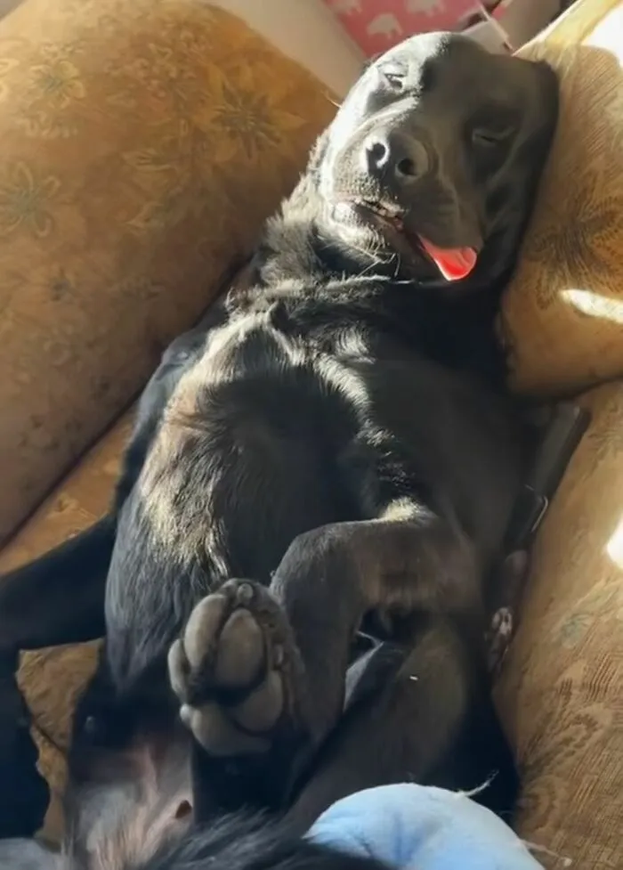 30 New Photos Of Dogs Being Their Delightfully Weird Selves, As Shared By This Facebook Page