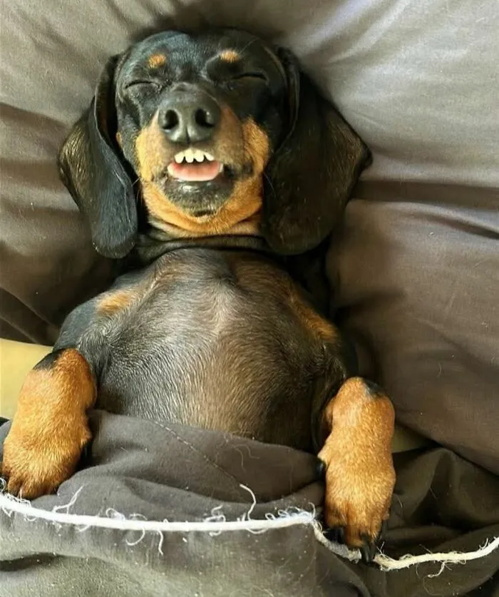 30 New Photos Of Dogs Being Their Delightfully Weird Selves, As Shared By This Facebook Page