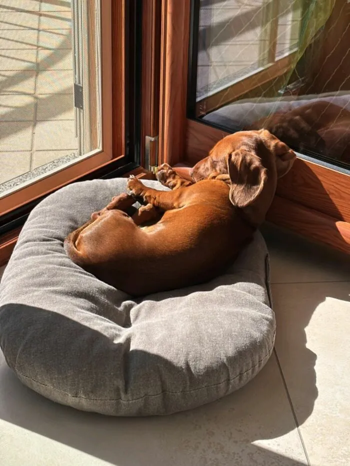 30 New Photos Of Dogs Being Their Delightfully Weird Selves, As Shared By This Facebook Page
