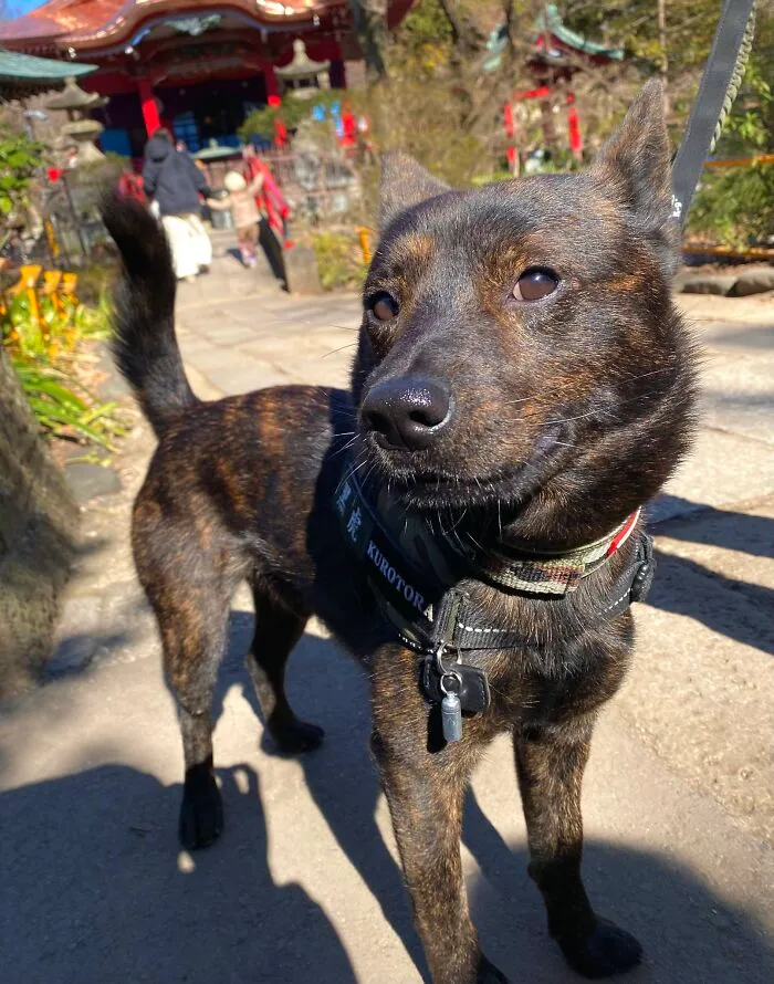 30 New Photos Of Dogs Being Their Delightfully Weird Selves, As Shared By This Facebook Page