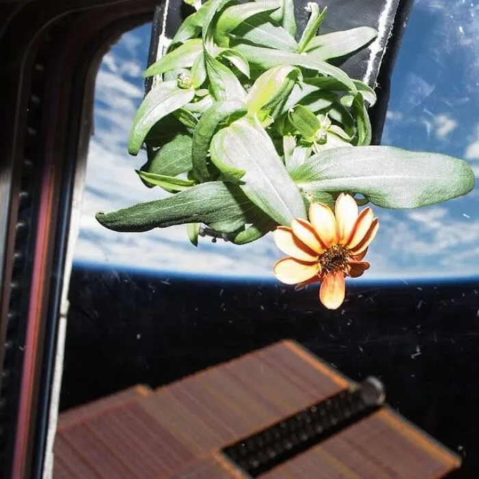 The First Flower Ever Grown Entirely In Space