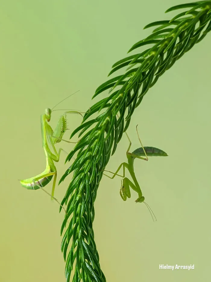 This Photographer Uses A Smartphone To Reveal The Magical World Of Tiny Insects (32 Pics)