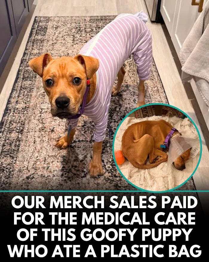 25 Incredible Stories Shared By ‘We Rate Dogs’ That Might Make You Laugh And Cry (New Pics)