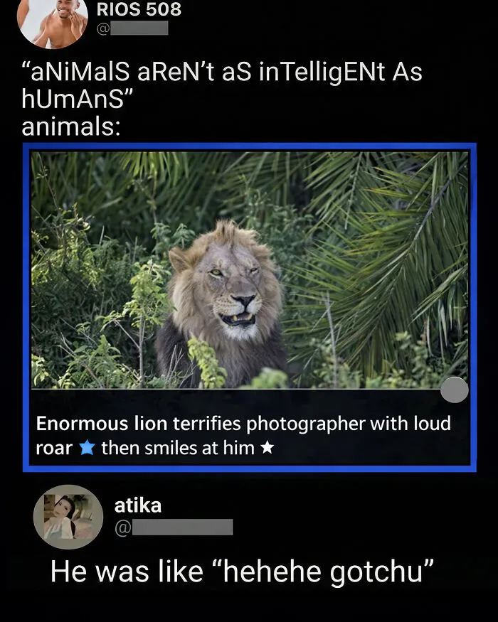 A screenshot of a funny comment under an image of a lion roaring, part of a collection of great comments.