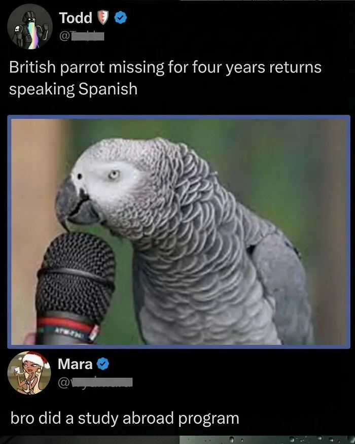 A British parrot speaking Spanish with a microphone, a great comment.