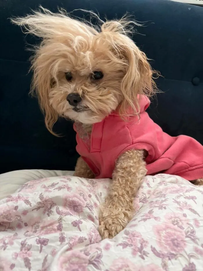 30 New Photos Of Dogs Being Their Delightfully Weird Selves, As Shared By This Facebook Page