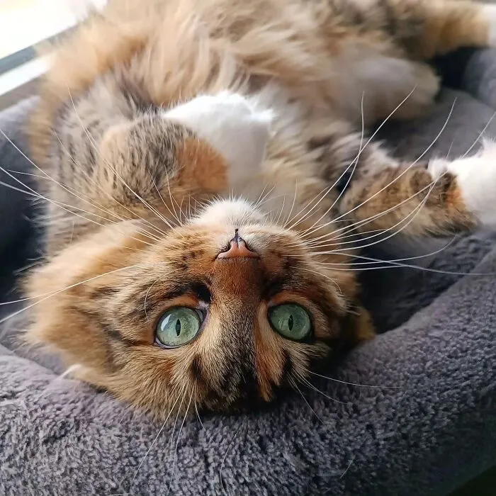 This Page Shares Cat Photos That Prove They’re Not Just Cute, But Truly Majestic (41 Pics)