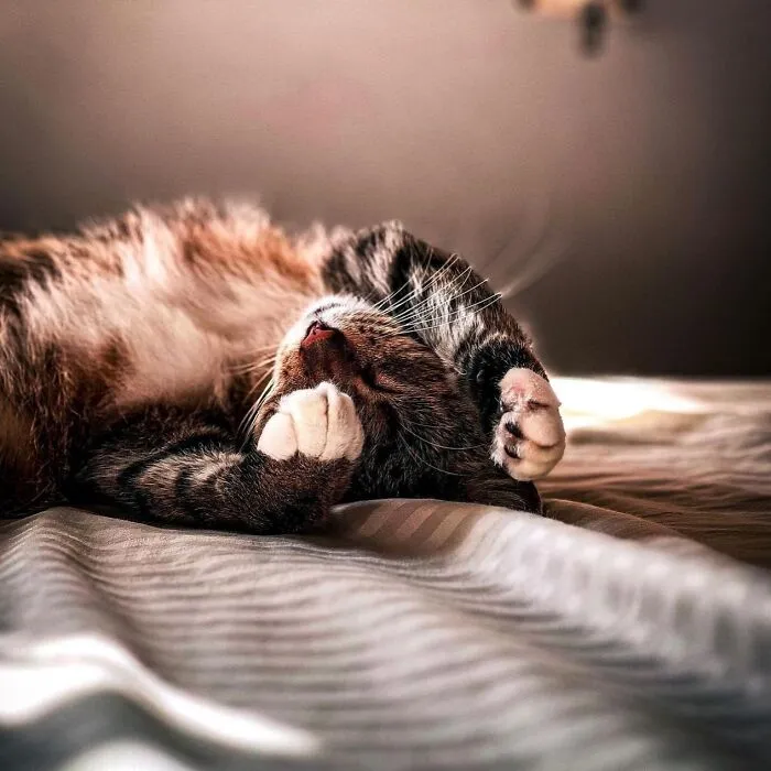 This Page Shares Cat Photos That Prove They’re Not Just Cute, But Truly Majestic (41 Pics)