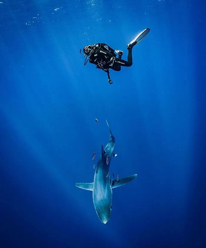 Stunning Raw Oceanlife photo: a diver observing a shark beneath the waves.