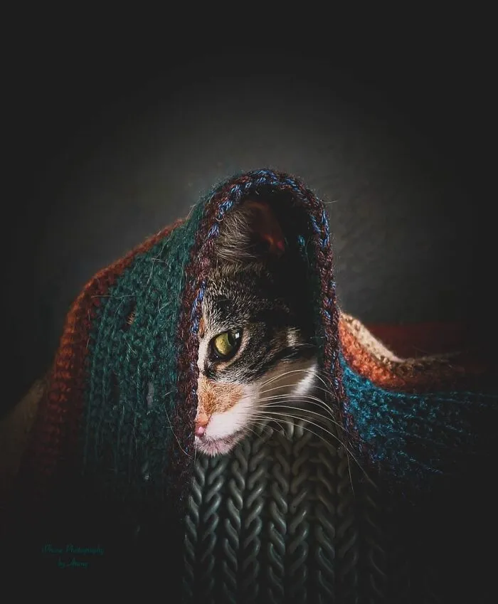 This Page Shares Cat Photos That Prove They’re Not Just Cute, But Truly Majestic (41 Pics)