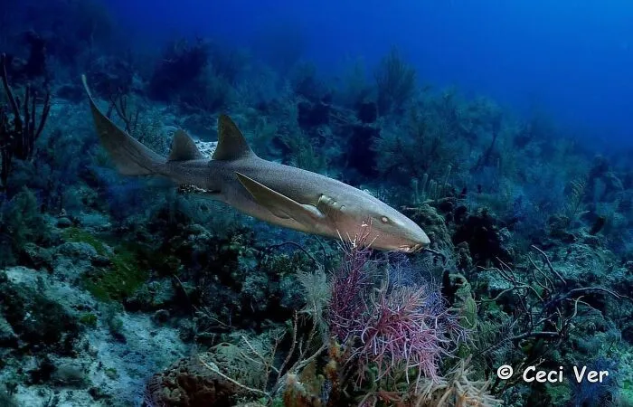 Stunning photos of a shark revealing the beauty beneath the waves from Raw Oceanlife.
