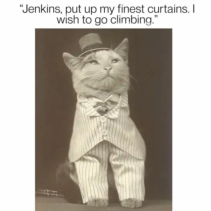 36 Funny Cat Posts From This Page That Perfectly Sum Up Living With Them