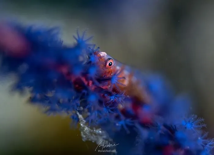 Stunning photos of a small fish peeking from blue coral, revealing the beauty beneath the waves.