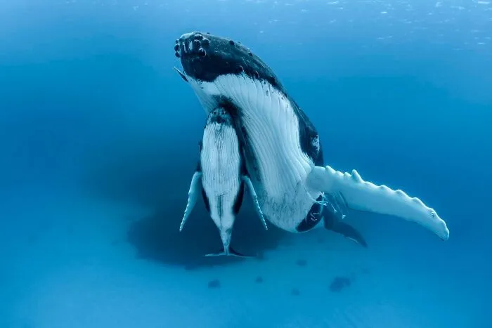 45 Incredible Wildlife Shots That Reveal The Real Life Of Animals Across The Planet