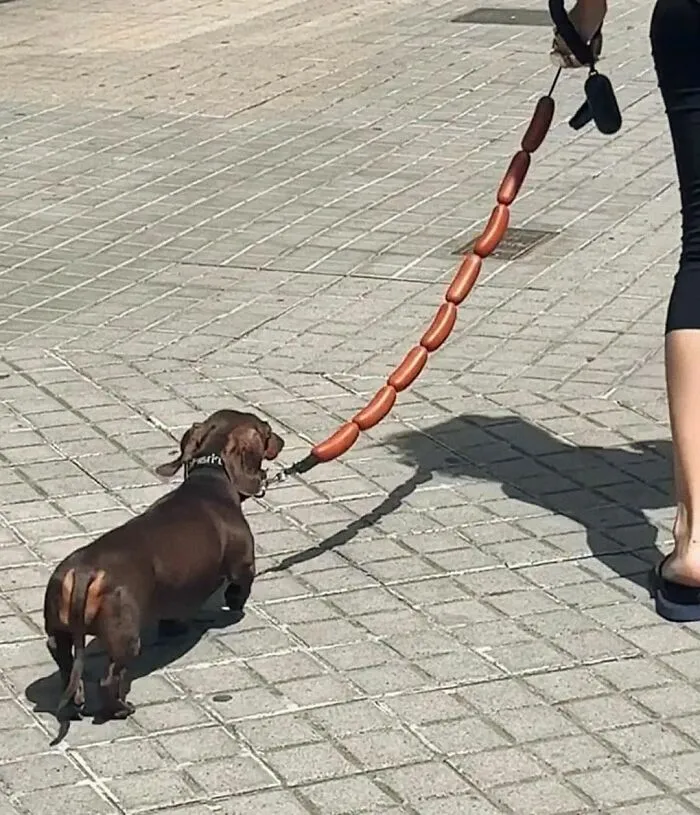 30 New Photos Of Dogs Being Their Delightfully Weird Selves, As Shared By This Facebook Page