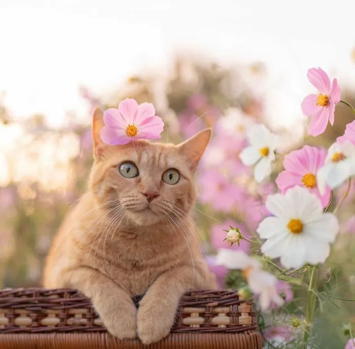 This Page Shares Cat Photos That Prove They’re Not Just Cute, But Truly Majestic (41 Pics)