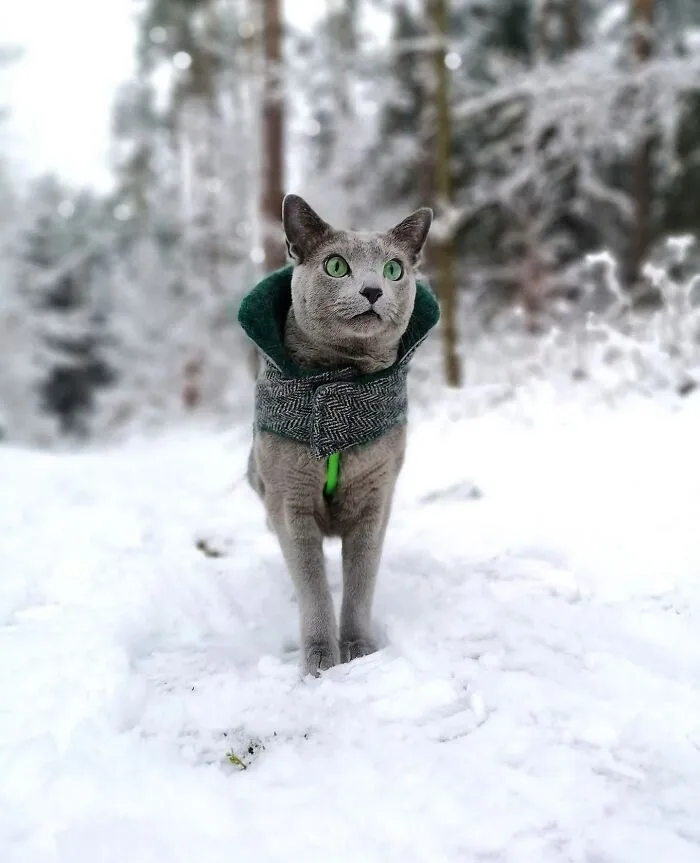 This Page Shares Cat Photos That Prove They’re Not Just Cute, But Truly Majestic (41 Pics)
