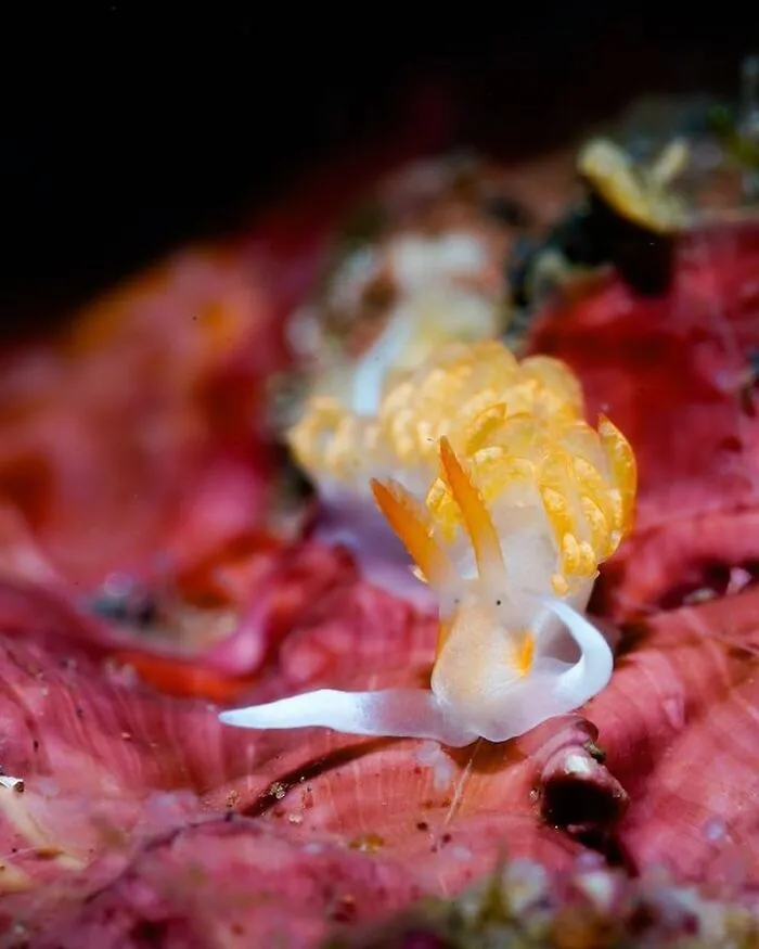 Stunning Raw Oceanlife photo: a vibrant nudibranch on a red coral.