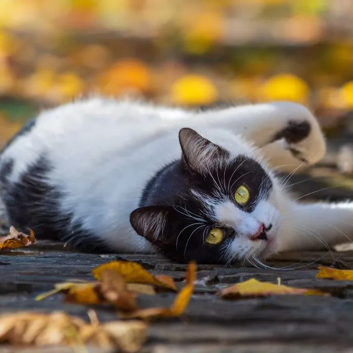 This Page Shares Cat Photos That Prove They’re Not Just Cute, But Truly Majestic (41 Pics)