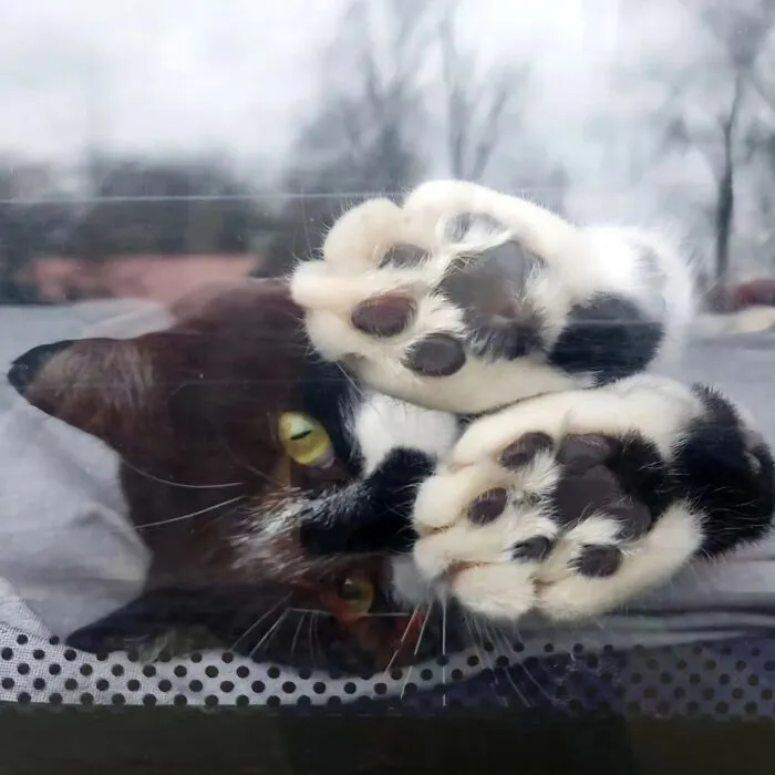 41 Aesthetic Cat Photos Shared By This Page That Capture Felines At Their Most Majestic
