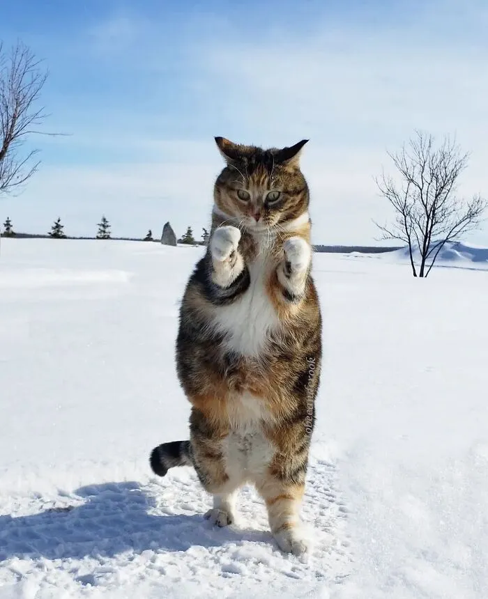 This Page Shares Cat Photos That Prove They’re Not Just Cute, But Truly Majestic (41 Pics)