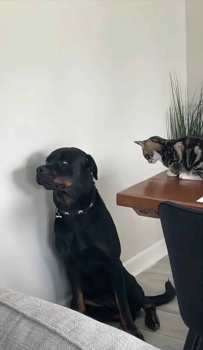 30 New Photos Of Dogs Being Their Delightfully Weird Selves, As Shared By This Facebook Page