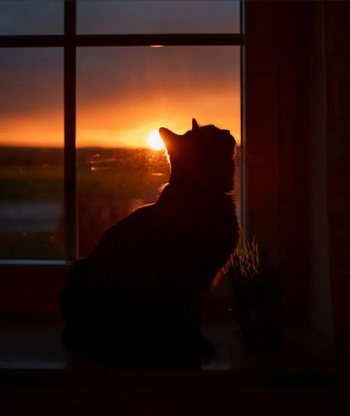 This Page Shares Cat Photos That Prove They’re Not Just Cute, But Truly Majestic (41 Pics)