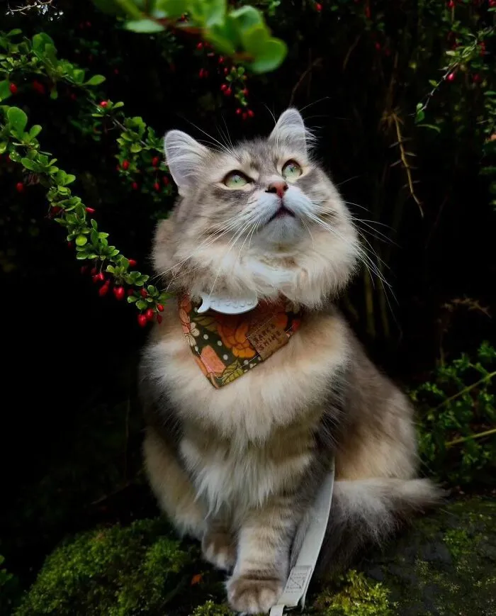 This Page Shares Cat Photos That Prove They’re Not Just Cute, But Truly Majestic (41 Pics)