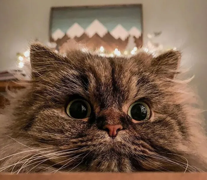 This Page Shares Cat Photos That Prove They’re Not Just Cute, But Truly Majestic (41 Pics)
