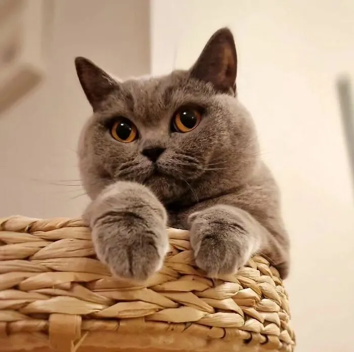 This Page Shares Cat Photos That Prove They’re Not Just Cute, But Truly Majestic (41 Pics)