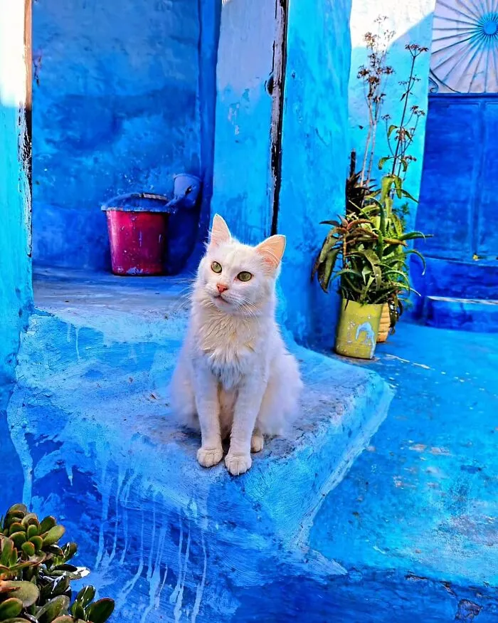 This Page Shares Cat Photos That Prove They’re Not Just Cute, But Truly Majestic (41 Pics)