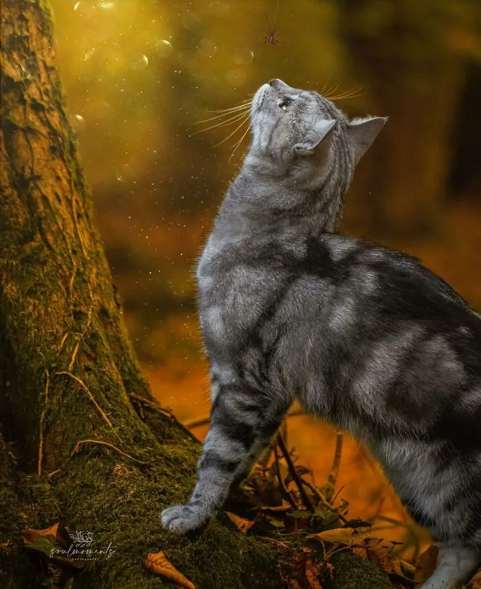This Page Shares Cat Photos That Prove They’re Not Just Cute, But Truly Majestic (41 Pics)