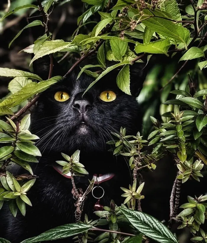 This Page Shares Cat Photos That Prove They’re Not Just Cute, But Truly Majestic (41 Pics)