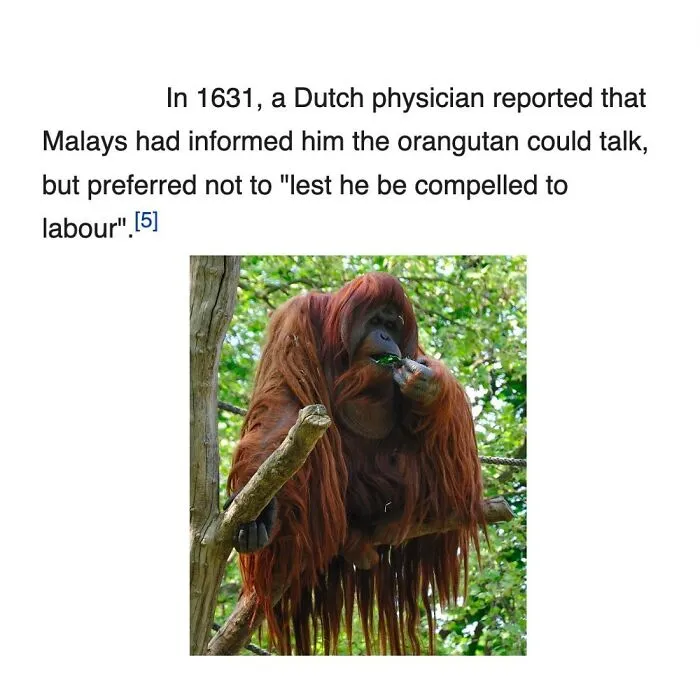 Wikipedia Has More Than 40 Million Entries But These 82 Are Weirder Than The Others