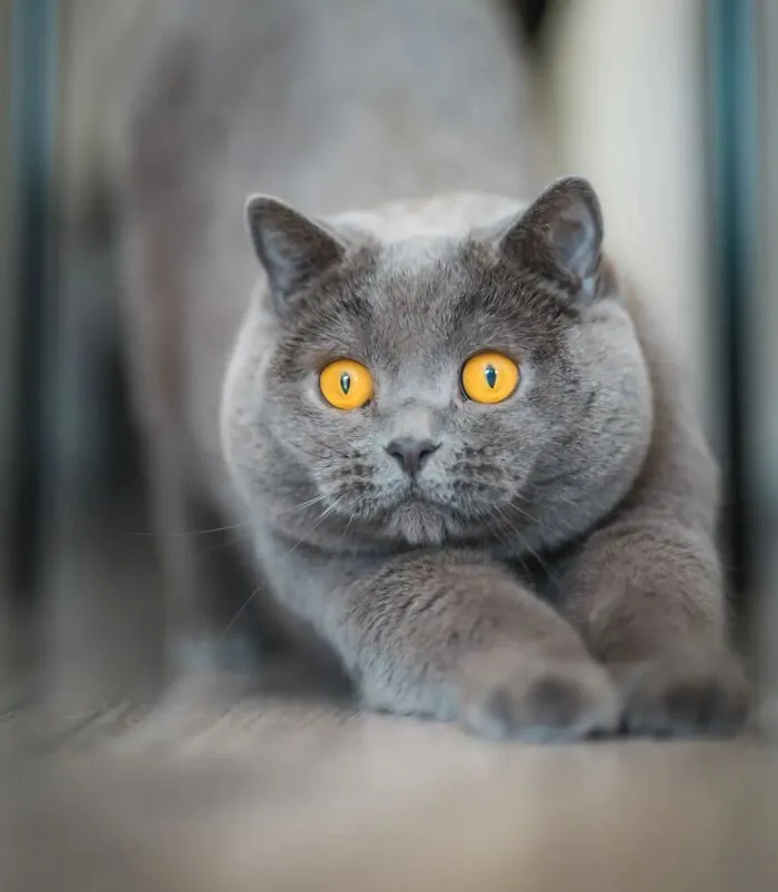This Page Shares Cat Photos That Prove They’re Not Just Cute, But Truly Majestic (41 Pics)