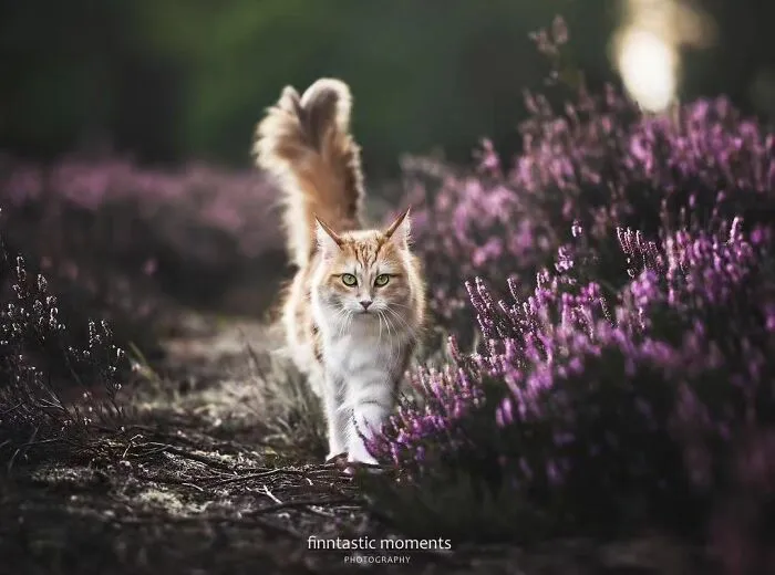 This Page Shares Cat Photos That Prove They’re Not Just Cute, But Truly Majestic (41 Pics)