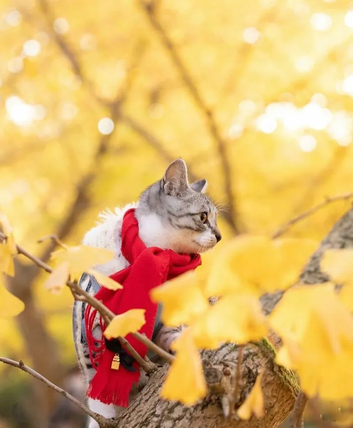 This Page Shares Cat Photos That Prove They’re Not Just Cute, But Truly Majestic (41 Pics)