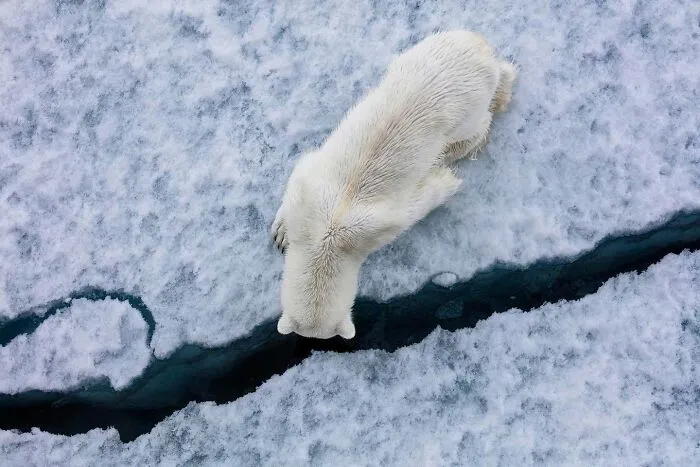 45 Incredible Wildlife Shots That Reveal The Real Life Of Animals Across The Planet