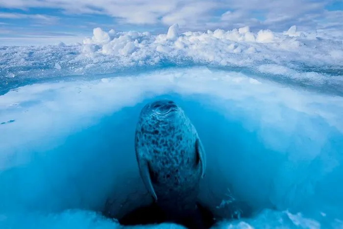 45 Incredible Wildlife Shots That Reveal The Real Life Of Animals Across The Planet