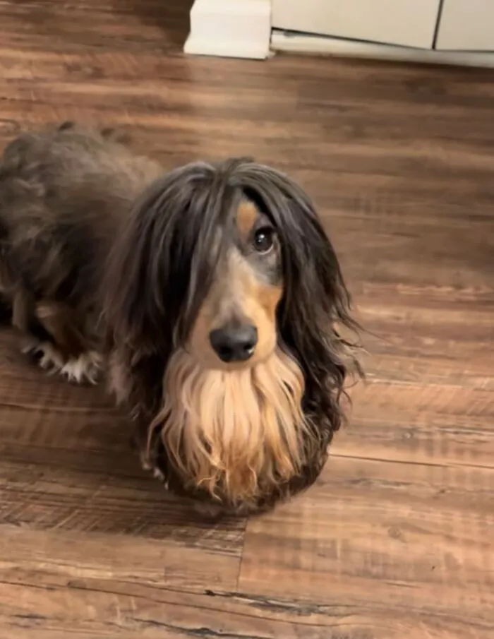 30 New Photos Of Dogs Being Their Delightfully Weird Selves, As Shared By This Facebook Page